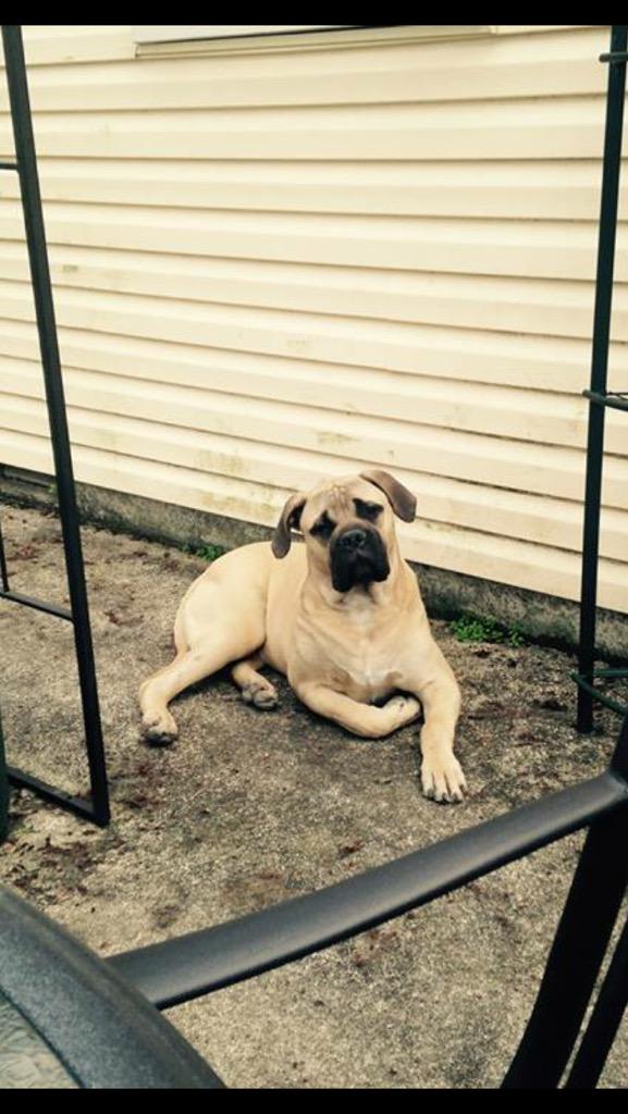PetShoppe tweet media