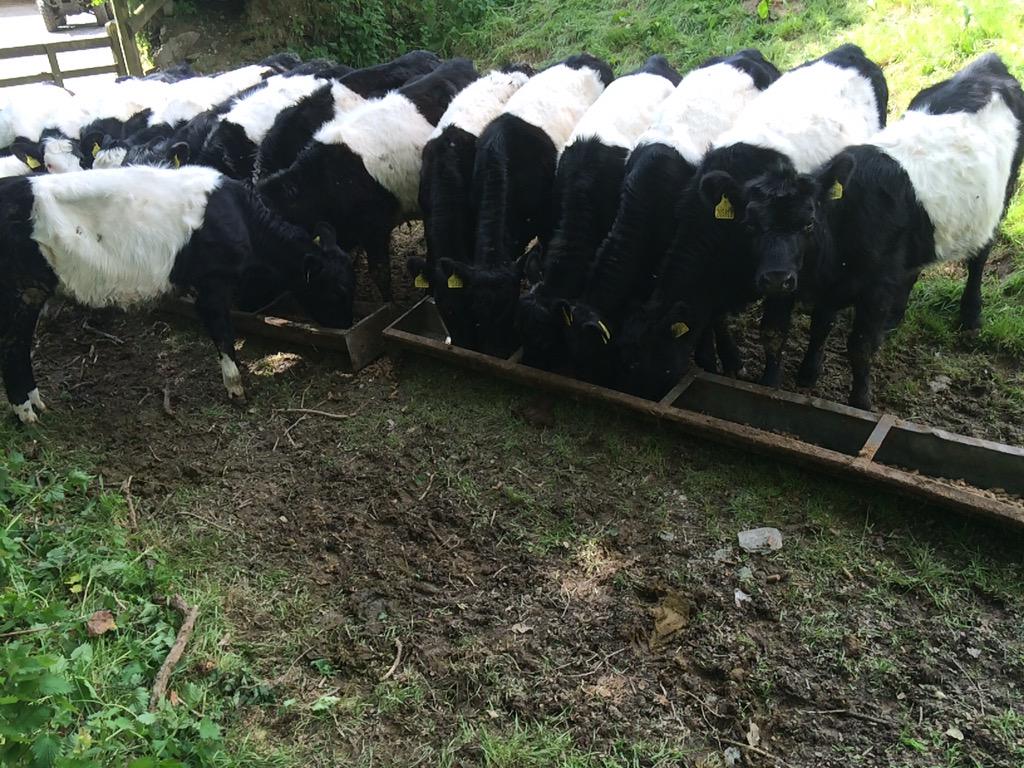 teamStripe's tweet image. Dinner is served #headsdowneating @CreditonMilling #teamStripe