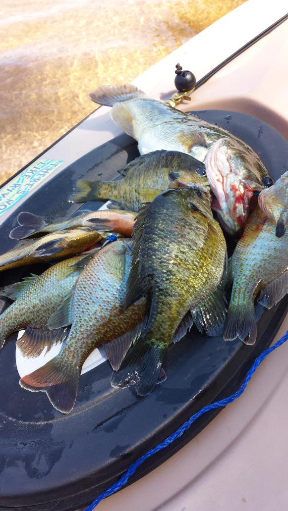 RobertDraper8's tweet photo. Caught a few on the lake this morning.#kayakfishing http://t.co/oPPLga93F1
