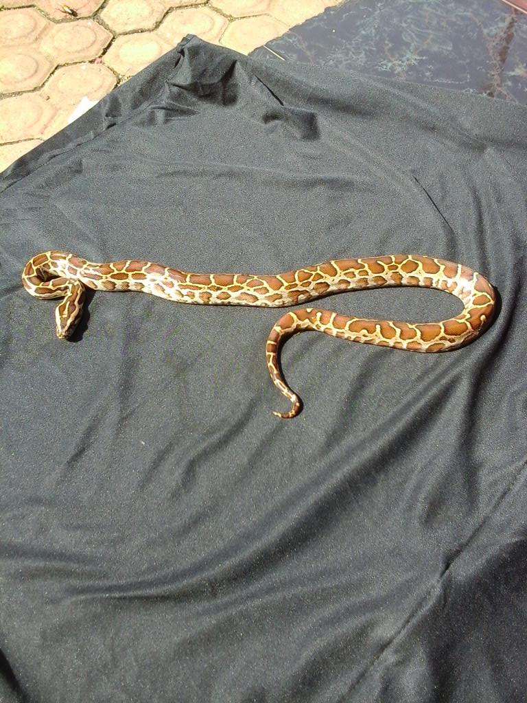 Ary_Mo3nk's tweet image. #PythonMolurus