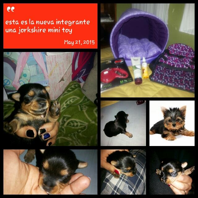 rocesarcarrasco's tweet photo. #HiCollageAndroid con ansias esperandola http://t.co/hIekgPoa3M