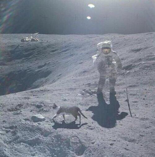 TrueStoryBot's tweet photo. NASAもそろそろ人類がもう火星に基地を作っていた事実を喋らなきゃいけない時期にきてるんニャンないか？全部ばれてるニャンよ。 https://t.co/qVApH9lOJ8