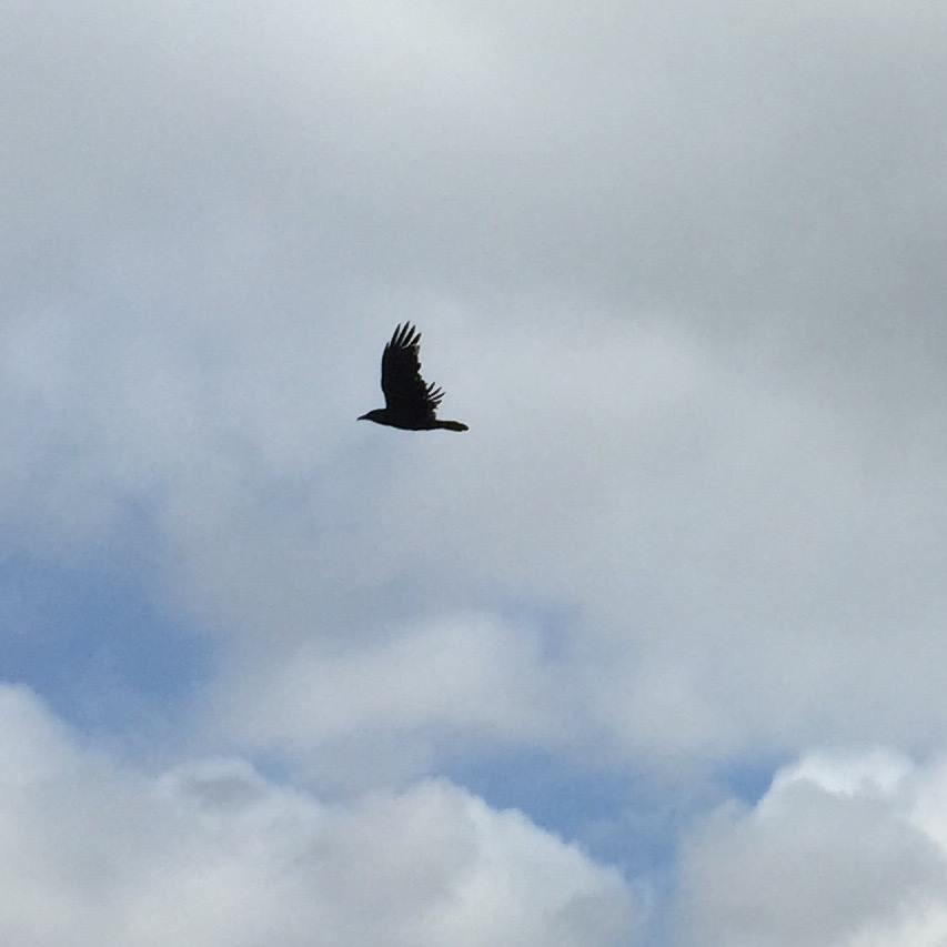 Karga7's tweet image. First in our #GotCrow series. Karga = crow in Turkish, &amp;amp; 7 crows denotes a journey, can u get #SevenCrows together?