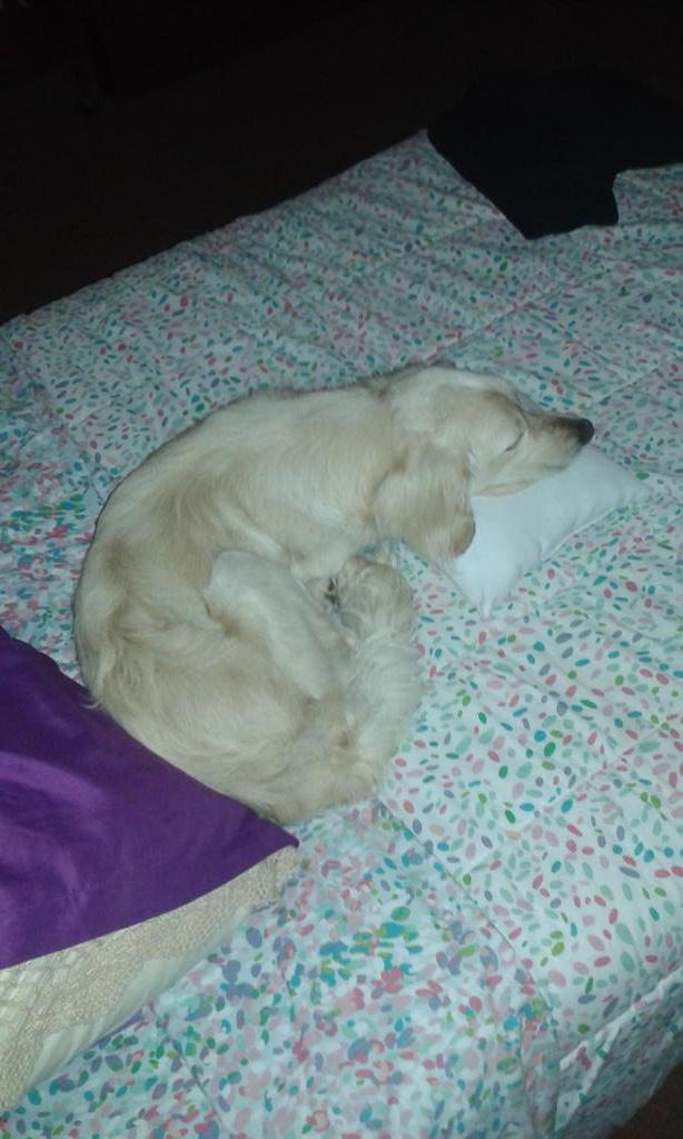 nachita478's tweet photo. @yuyacst mira yuyita mi perrito ❤❤❤ te quero mujer :3 http://t.co/Y77EkgLQci