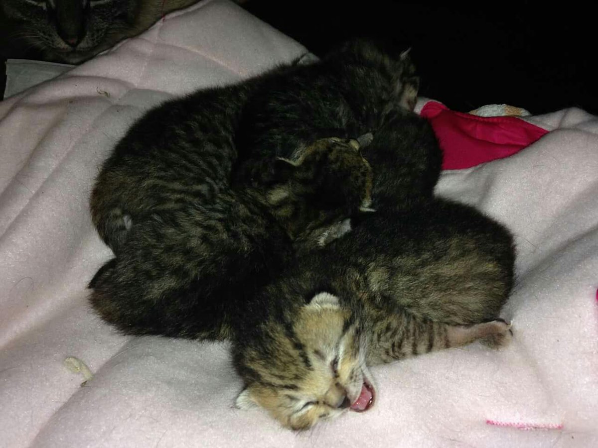 MssHumane's tweet photo. Some of the kittens and their mum we have to take care of and are in need of foster homes http://t.co/jiIvofIoHO