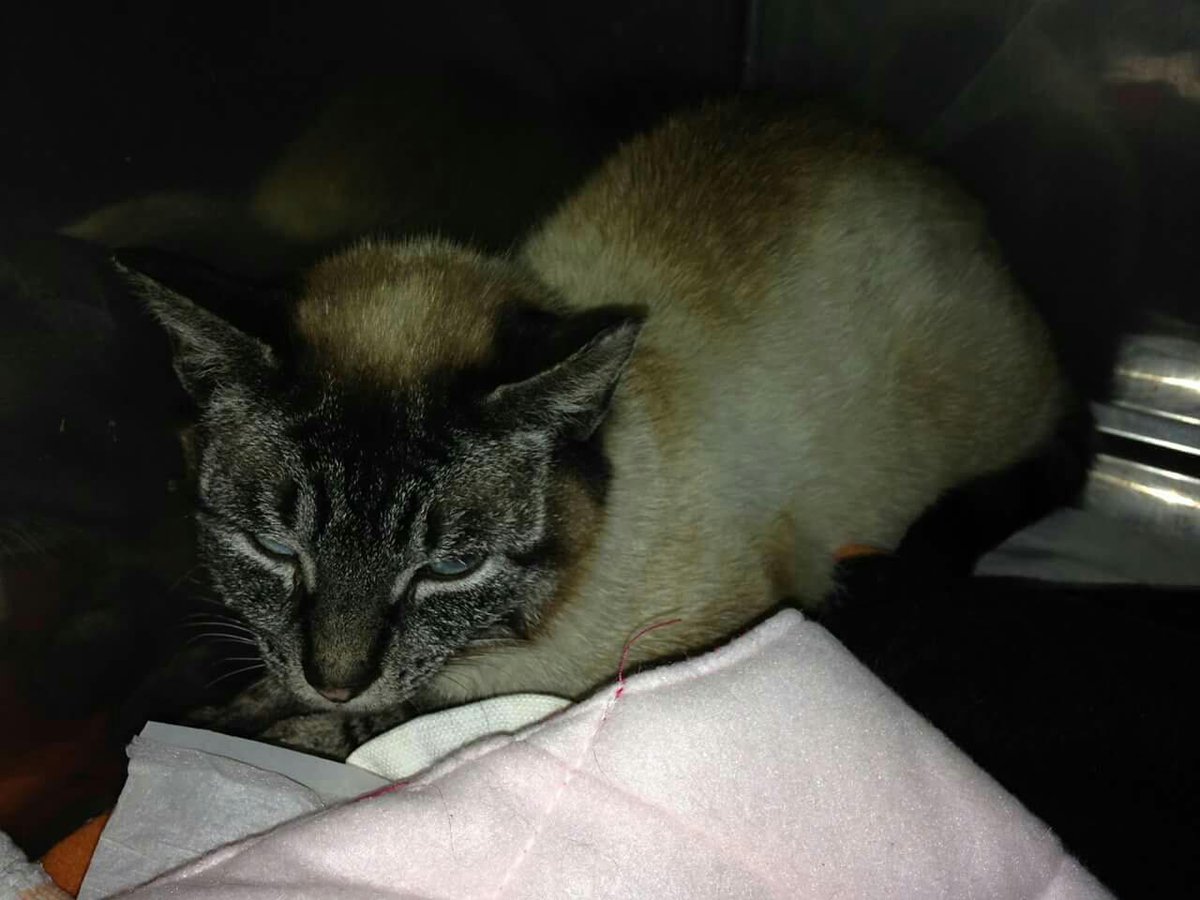 MssHumane's tweet photo. Some of the kittens and their mum we have to take care of and are in need of foster homes http://t.co/jiIvofIoHO