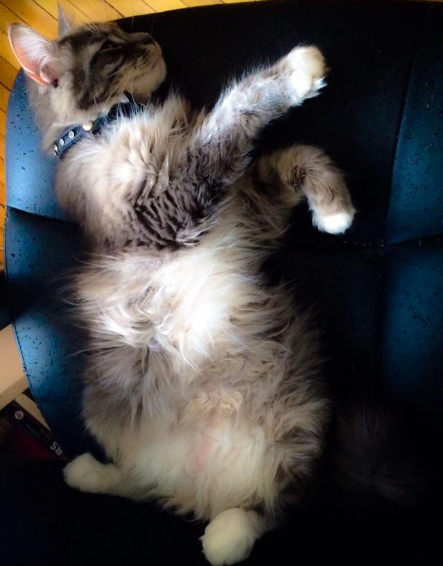 DudeBroCat's tweet photo. Hey laaadies, show me some 💜, I'm on Twitter now cuz so many of you honeys are on here #Caturday #Catitude #CatzRule http://t.co/NME20zZt5V