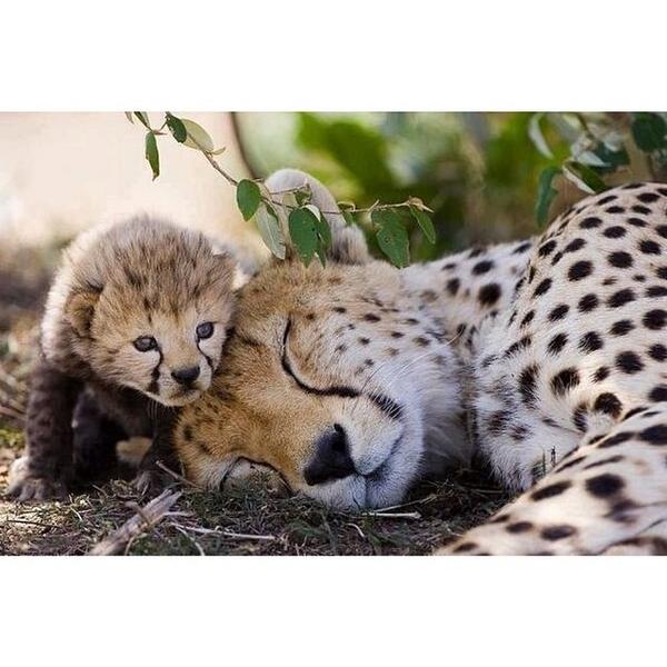 supernaturepics's tweet photo. You sleep mom. I will protect you. http://t.co/x2KyMJJVFt
