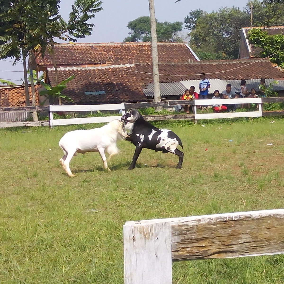 Hola! Hari ini kita main ke Cijaringao sekalian lihat kegiatan adu domba, kegiatan rutin masyarakat disana ;)