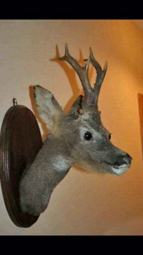 VenaticFanatics's tweet photo. Next time you think your taxidermist is taking too long... Appreciate the process. #VenaticFanatics http://t.co/AQS9rB5LLY
