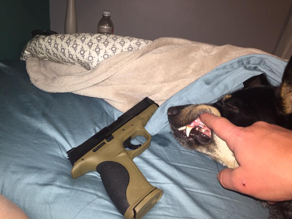 Trace__W's tweet photo. The right to bear arms and the right to bear teeth #USA #blueheeler #M&amp;P http://t.co/98DE9dVNzV