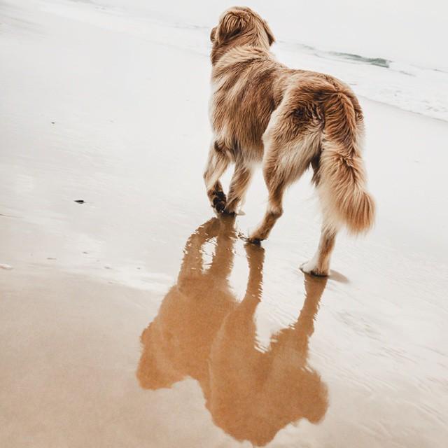 Sharyn_Hodges's tweet photo. My fellow Pansy Shell Hunter, #danithelion
#plett | #plettitsafeeling | #beach #whpstrangelight | #folkcreatives |… http://t.co/UmraFMGiYd