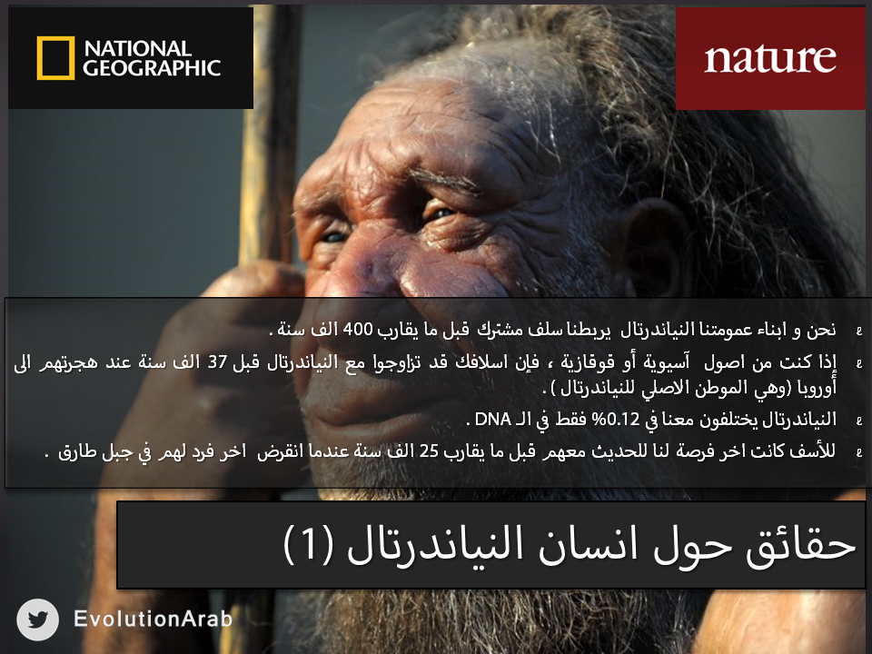 EvolutionArab's tweet photo. حقائق حول  ابناء عمومتنا النياندرتال (1) #نظرية_التطور #تطور_الإنسان #النياندرتال http://t.co/phprryGDwL