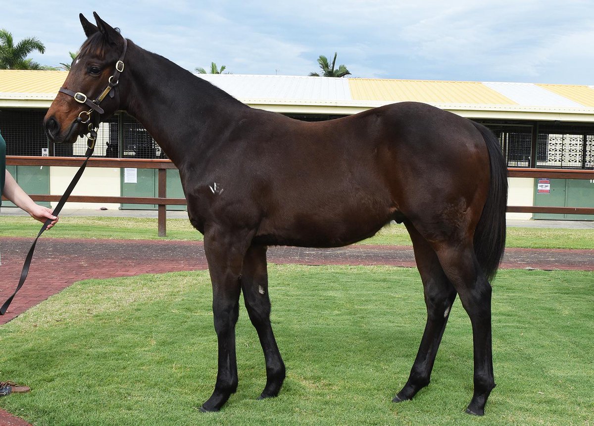 mmsnippets's tweet photo. Lot 171: Pierro-Sorority Girl colt from Erinvale T'breds sells for $240K at the Nat Weanling Sale #OnlyTheBestWillDo http://t.co/1aPRGvDACJ