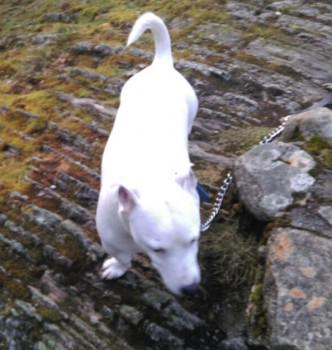 millypod1's tweet photo. #Lost White Staffordshire Bull Terrier Cross Male Above Loch Luichart Dam #Scotland #IV14 http://t.co/SOgPmPEBXZ β¦ http://t.co/im9VXkDI88
