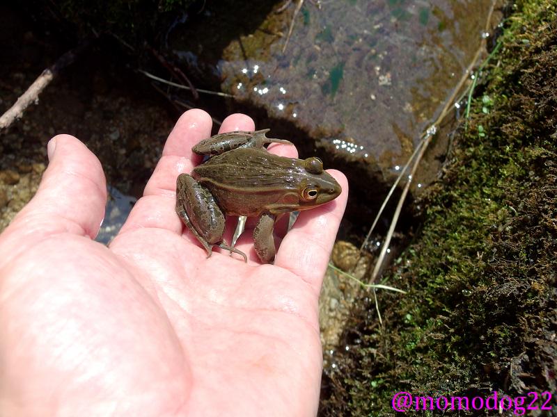 もも その記事ではカエルの種類 は見当たらなかったが アマガエルやシュレーゲルは指に吸盤があるので大丈夫だがトノサマガエルやダルマガエルは指に吸盤がないのでu字溝を登れない ヌマガエルがu字溝水路の 田んぼでも多く繁殖してるのは移動しなくても閉鎖