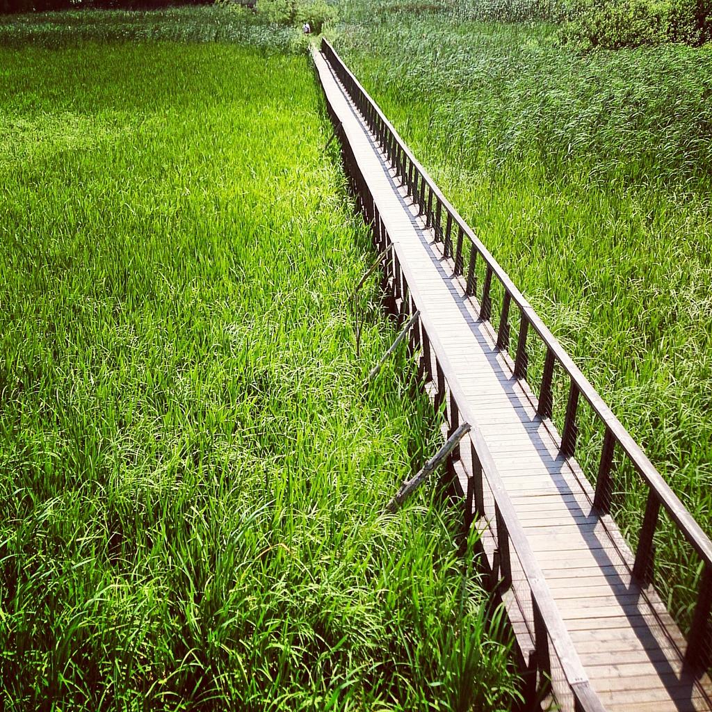 pureromania's tweet photo. Green Sunday in Pure Romania... Comana natural park
#PureRomania #puregreen #inspire #travel #green #nature http://t.co/sZB4VQVuQS