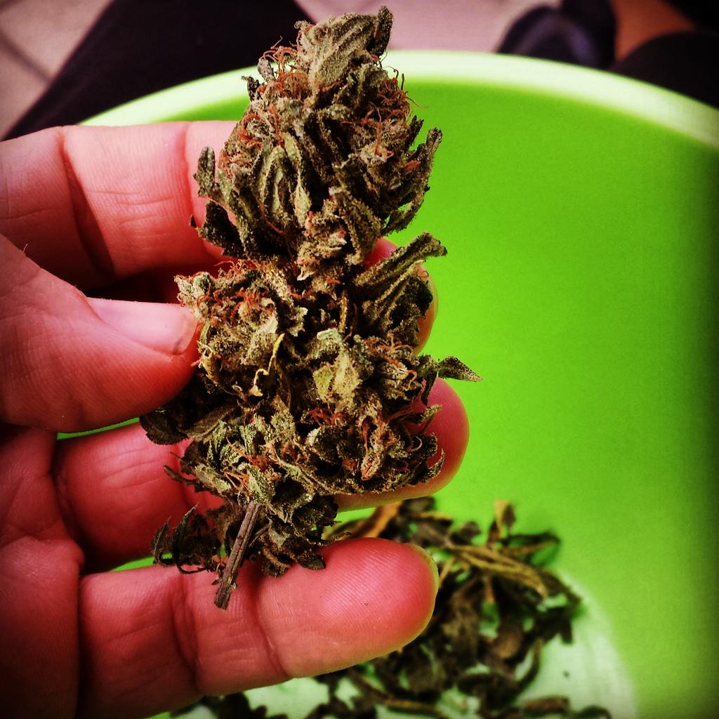 Doobie_Nights's tweet photo. Throw-Forward-Sunday: To the time when this ridiculous marijuana prohibition ends World-Wide #LegalizeMarijuana http://t.co/2DxYdMM1ZE