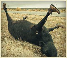 holycowsoder tweet picture