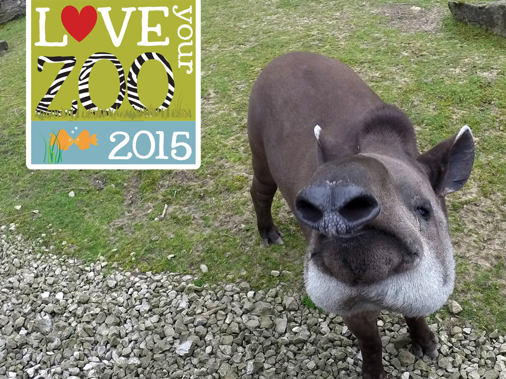 BlackpoolZoo's tweet image. This week we're supporting BIAZA’s “Love Your Zoo” campaign. Find out what we're doing - ow.ly/NeDCx