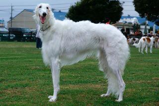Freemuryormwqvd 印刷可能 ボルゾイ 大型 犬 細い 5192 Freemuryormwqvd 印刷可能 ボルゾイ 大型 犬 細い 5192