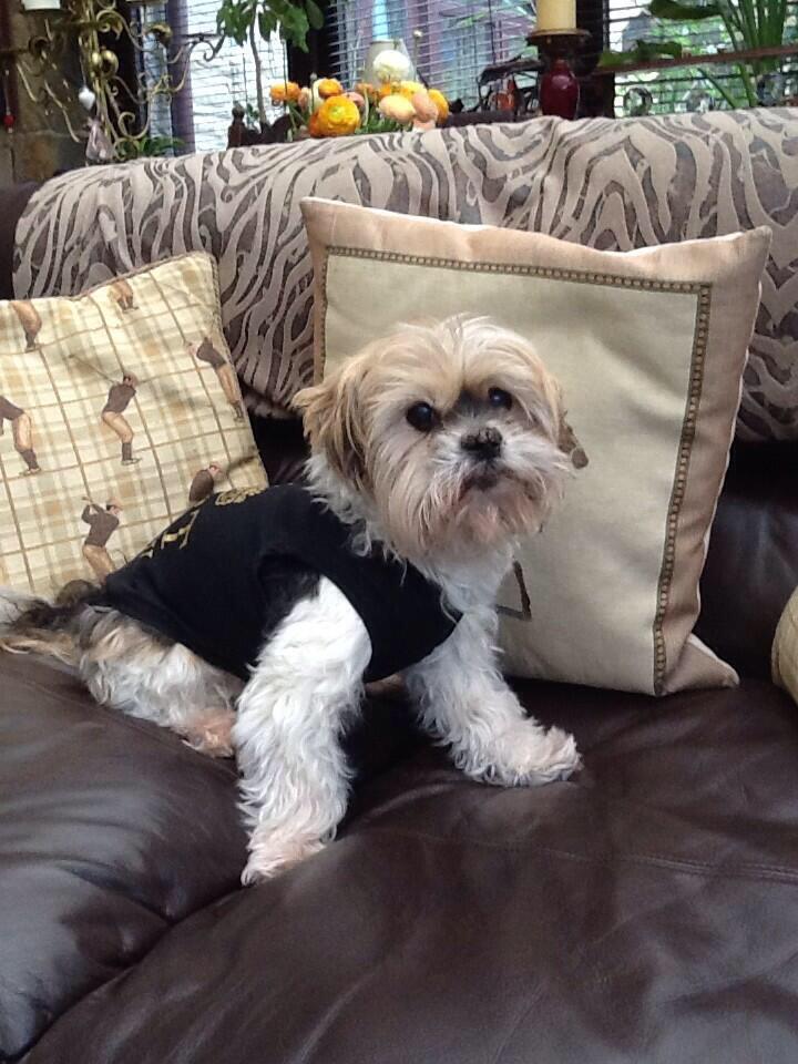 Wortlee1853's tweet photo. My little Lhasa Apso, Josh would have been 18 today! This would have been a great birthday cake! RIP my best boy! 🐶🐾💕 http://t.co/4NONn00uhz