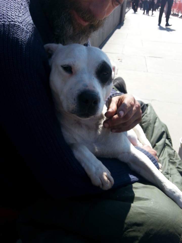 Hullo London Tweetelings,still desperate looking for stolen dog Treacle,her homeless dad is totaly down.Lookoutforher