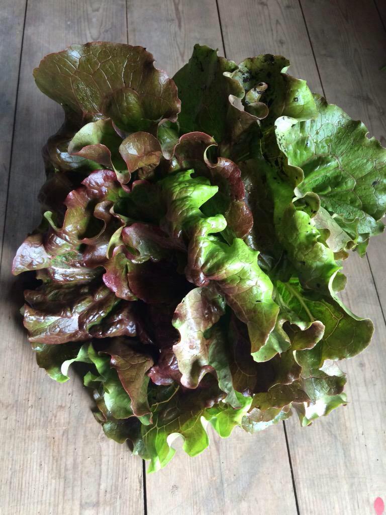 GoldhillOrganic's tweet photo. Taste the flavours of freshly picked #Dorset vegetables.: http://t.co/crV9BfQQox http://t.co/lDUawONrUC