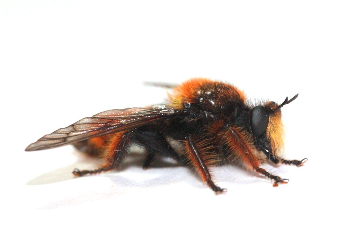 つくバグ V Twitter こんにちは ハチのようにも見えるこの虫は ハエ目のオオイシアブです アメリカの雑なぬいぐるみのような毛むくじゃらのルックスですが その正体はほかの昆虫を捕食する獰猛なハンター 白鳥ボートの博士号でおなじみの松見池で見つけました