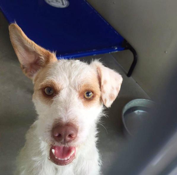 pupaid's tweet photo. Rescue pets are such characters pls visit ur local shelter today &amp; invite a new best buddy into ur home :) #adopt http://t.co/yKmsMOx8vc