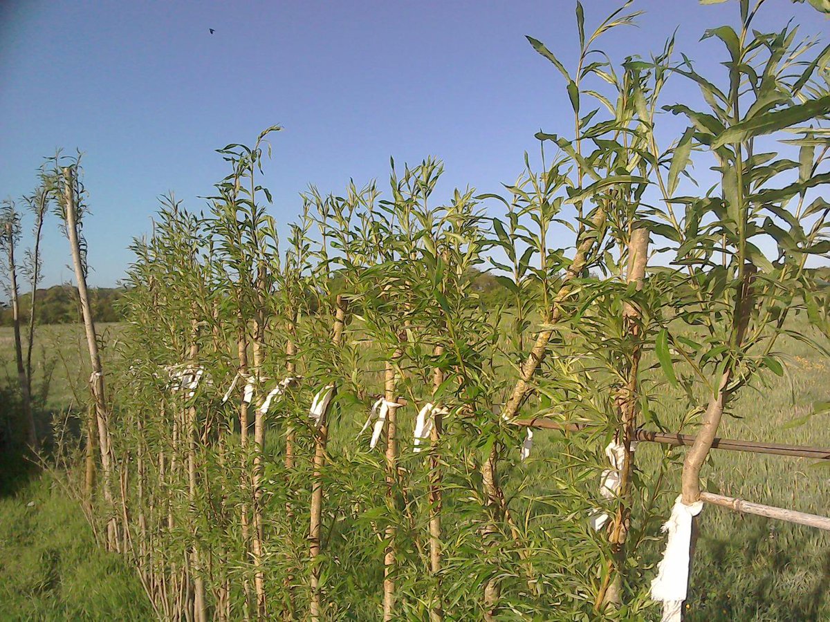 geese_acres's tweet photo. #greenhamreach http://t.co/y4z3A5XDL7. My living willow fence or fedge. http://t.co/hu04NOex2U