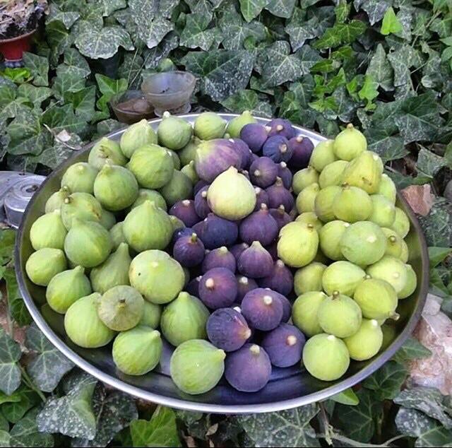 twitaldeerah's tweet photo. #صور لبعض المنتجات الزراعية بمحافظة #النماص
. http://t.co/Q9dHqmIYVm
