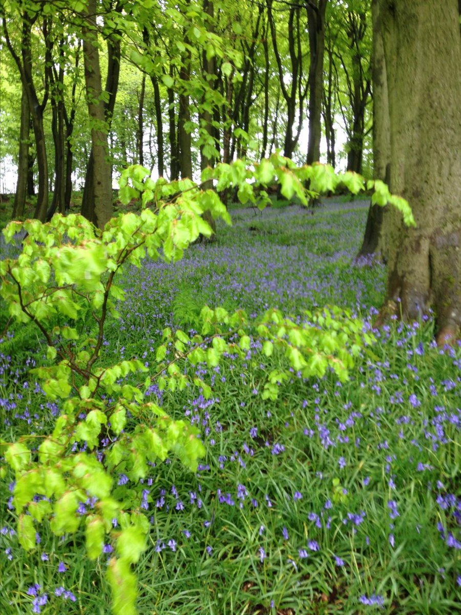 RoyalOakHurdlow's tweet photo. #buxton in blue bloom #bluebells on the way to Corbar cross http://t.co/xUX4Lv1xFN