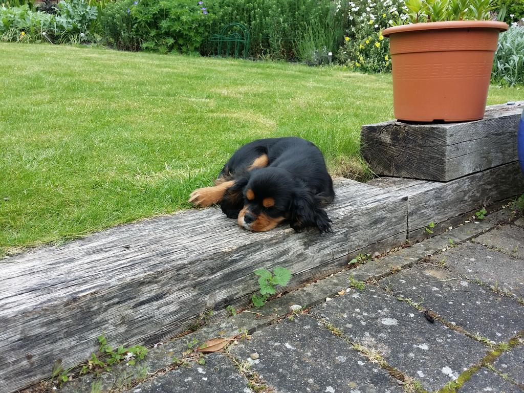 Even the dog is feeling it this morning. Last night was brilliant.