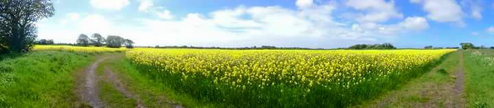 Imagine this field of gold with 8ft high solar panels &amp; 6ft high fencing #saveourgreenbelt Pls RT to show ur support