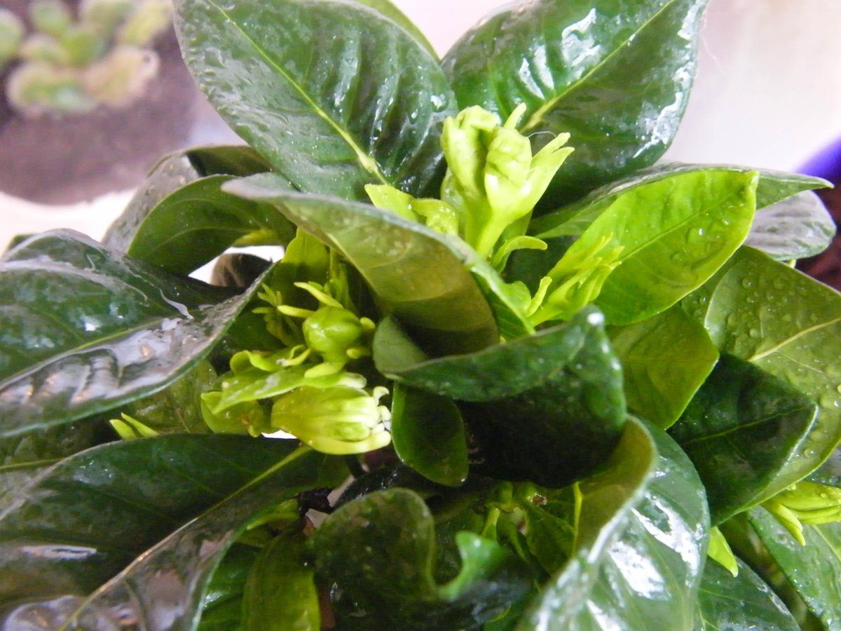 arxiyuliya's tweet image. Жасмин набирает бутоны #green #yuliyanikolaeva #цветыдома #цветывгоршке #домашний: vk.com/julianikolaeva…