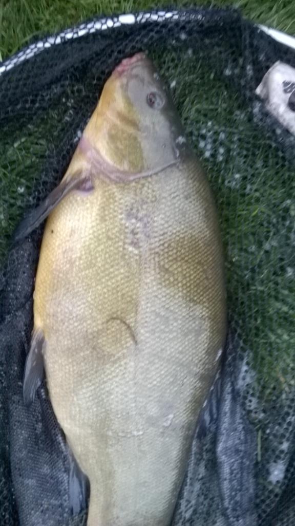 MickHenney's tweet photo. Last nite did a niter,gt four tench early hrs two big ones 7 pnd plus! http://t.co/0EFq4nAF0r