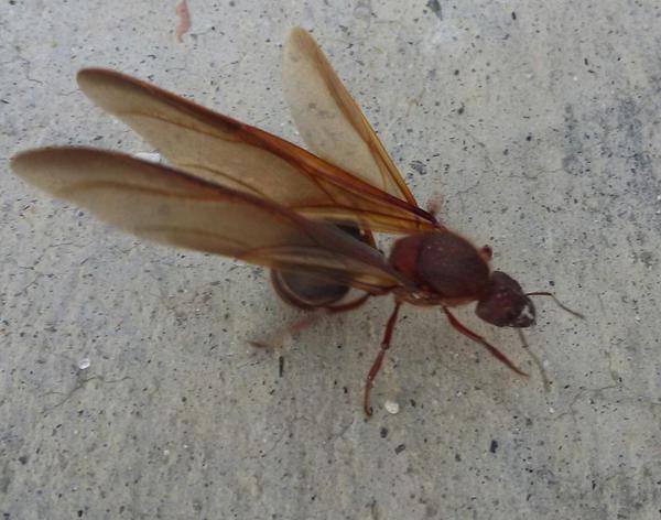 prensagrafica's tweet image. RT si alguna vez jugó con zompopos de mayo. Foto de Edwind Cruz.  #ElSalvador #tradiciones