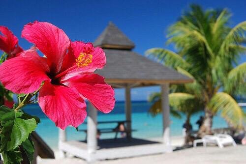 akogare_asd's tweet photo. TROPICAL♡

夏＆南国を感じられるphoto♪ https://t.co/rVBMszigEF
