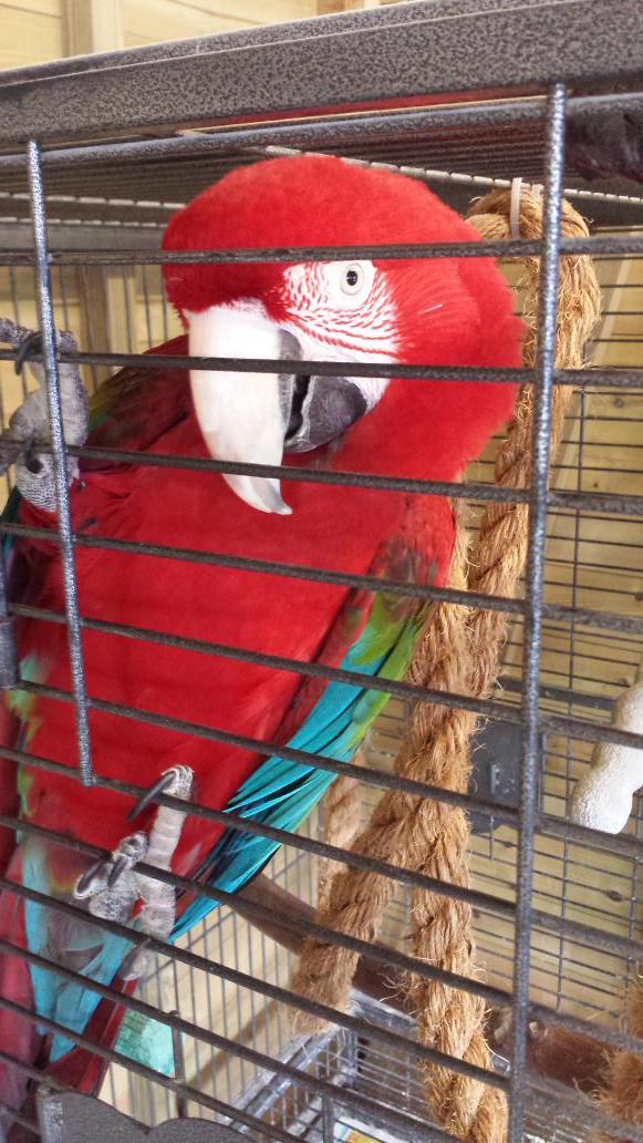 Think you made a little friend today @joe9tee Leo the parrot went all shy on us though! <a href="/bbcmtd/">BBC Midlands</a> <a href="/NWWSanctuary/">Wildlife Sanctuary</a>