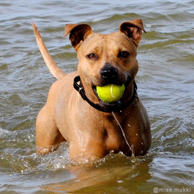 missmukki's tweet photo. Happy sunday!!!
#sundayphoto #doglover #HappySunday #pitbull http://t.co/BuMny4iqgz