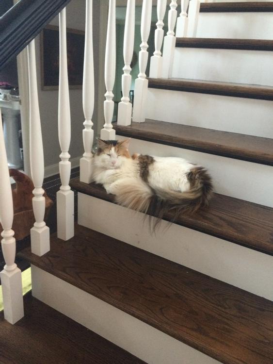 MegMegegreen's tweet photo. Hope better get home soon #waitingkitty http://t.co/juMLvrKcPs