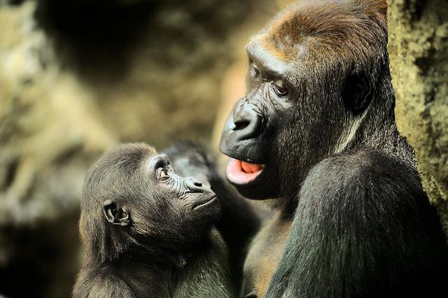 RnfrstAll_UK's tweet photo. Certified #forests protect great apes and other mammals #CertificationWorks: http://t.co/HKkN3n9TLX http://t.co/ewkvlX7bri