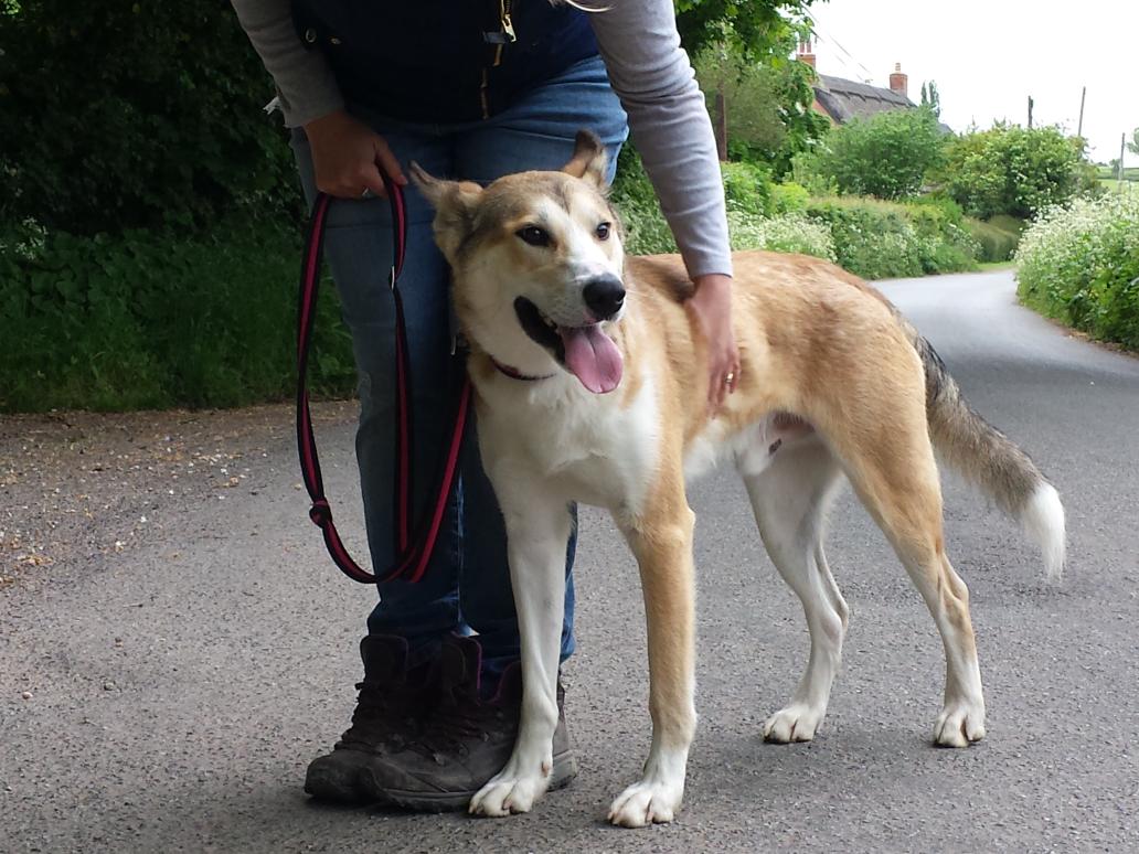 SueDewy's tweet photo. "@HuskyMSH:#dogs4adoption http://t.co/4UClZHQSsG" Cant wait for Friday RSPCA visit fingers crossed we can pick the little guy up on Sat :-)