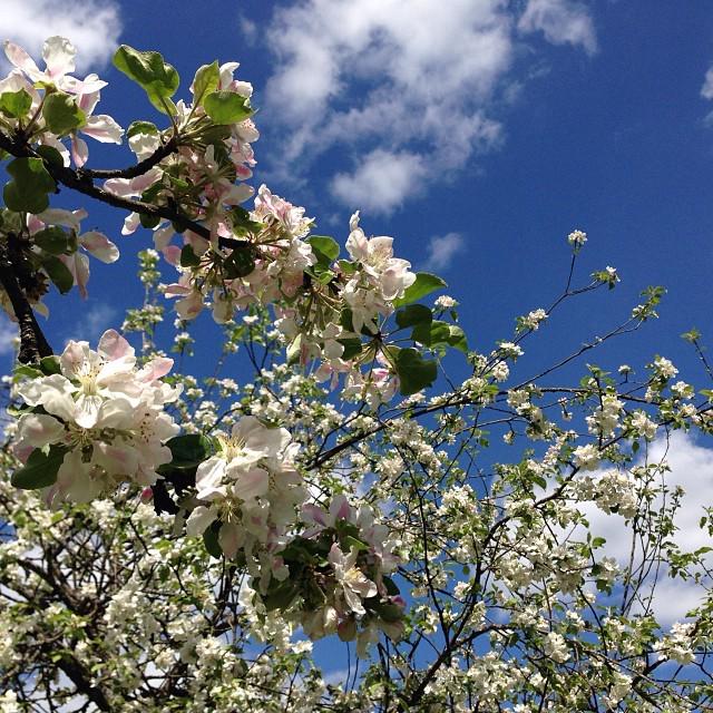 🌸🌸🌸это какой-то цветочный рай #flowers #worldtravelbook #worldtravelgram#nature #naturelovers #sky#blue#azzurro#ogg…