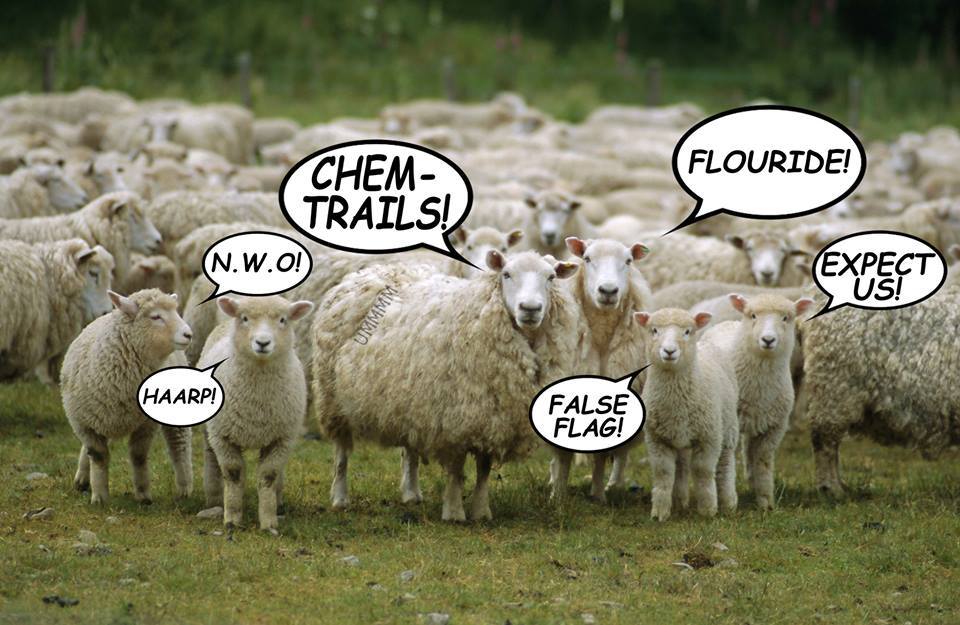 TroiaRun's tweet image. calm down SHEEP !!! owl.li/Nm8En