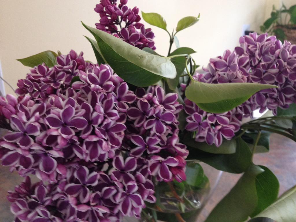 From the backyard. #lilacs #beautiful #springscents