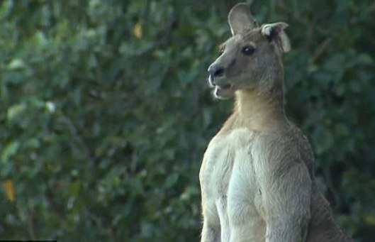 Paris Post Un Kangourou Hyper Muscle De 2 Metres Terrorise La Banlieue De Brisbane En Australie Http T Co Durikz8yuq