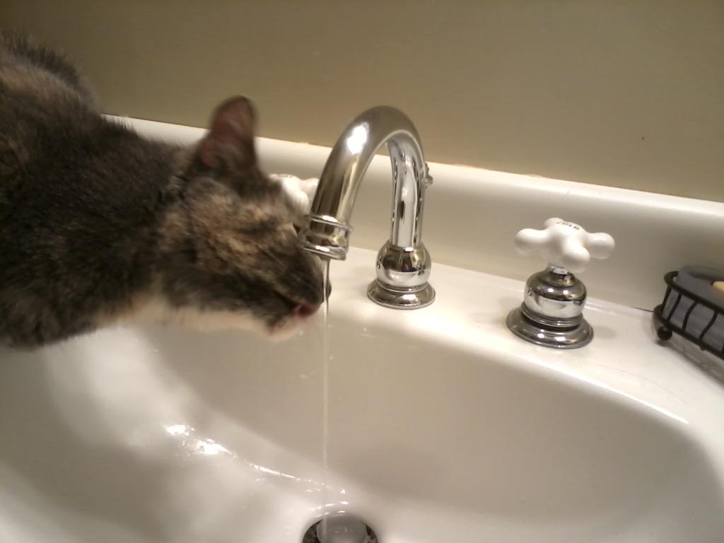 thefourkitties's tweet image. Thalia always has her head in the faucet!