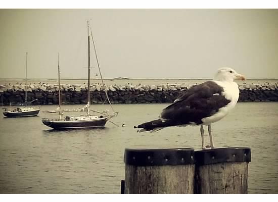 RobinJP's tweet photo. #WhereIdLiketoBe this holiday weekend.  #Ptown  #Provincetown http://t.co/MhbXlSUiUp